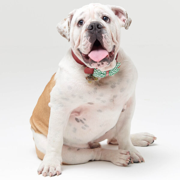 Benito Christmas Bow Tie